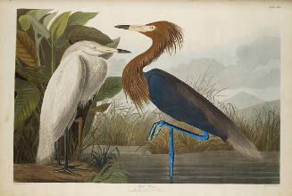 The Birds of America, Plate #256: "Purple Heron"