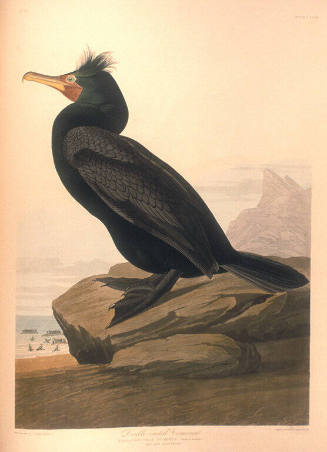 The Birds of America, Plate #257: "Double-crested Cormorant"