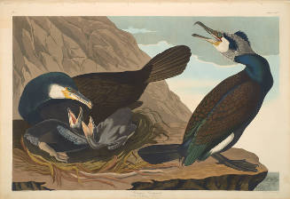 The Birds of America, Plate #266: "Common Cormorant"