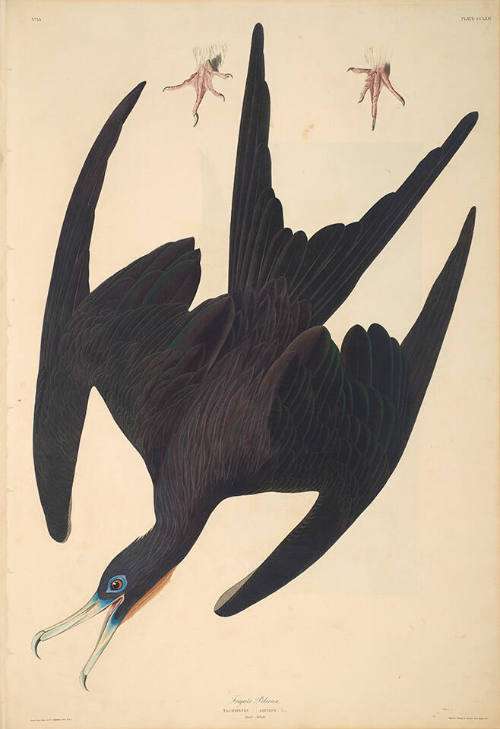 The Birds of America, Plate #271: "Frigate Pelican"