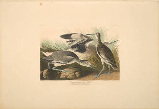 The Birds of America, Plate #274: "Semipalmated Snipe or Willet"