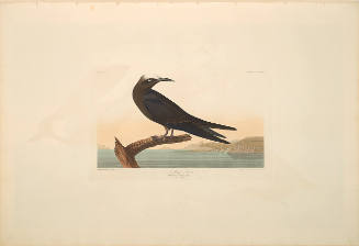 The Birds of America, Plate #275: "Noddy Tern"