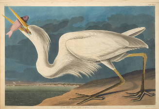 The Birds of America, Plate #281: "Great White Heron"
