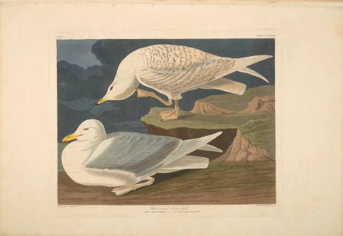 The Birds of America, Plate #282: "White-winged Silvery Gull"