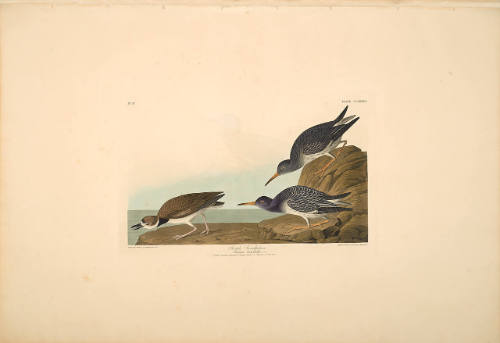 The Birds of America, Plate #284: "Purple Sandpiper"