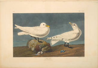 The Birds of America, Plate #287: "Ivory Gull"