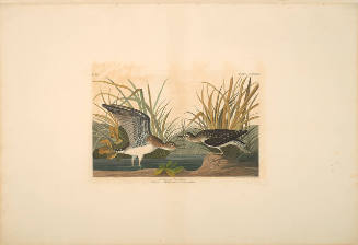 The Birds of America, Plate #289: "Solitary Sandpiper"