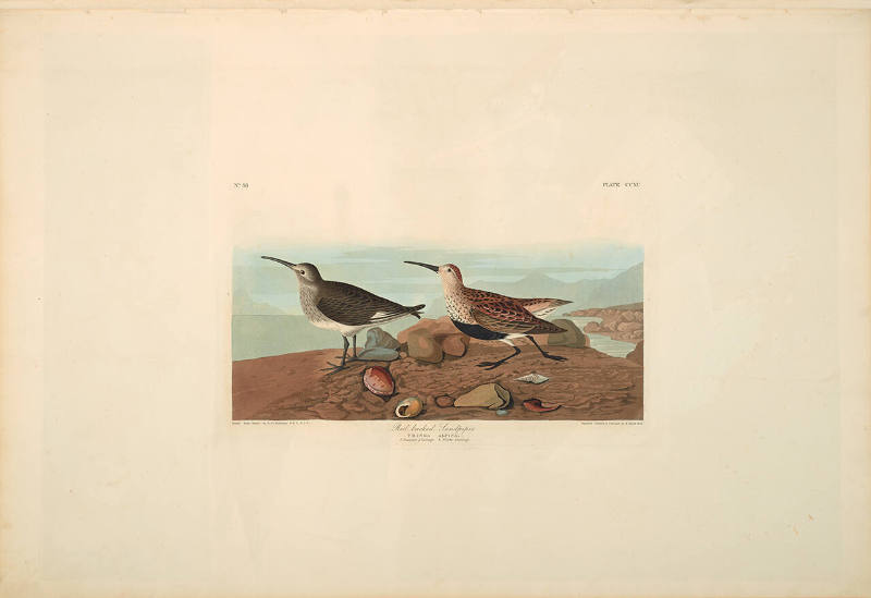 The Birds of America, Plate #290: "Red-backed Sandpiper"
