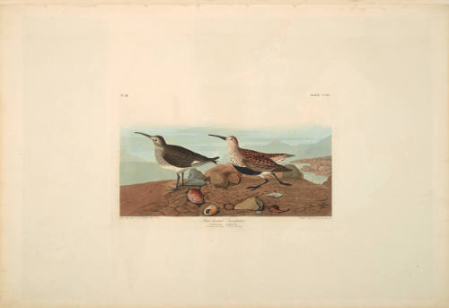 The Birds of America, Plate #290: "Red-backed Sandpiper"