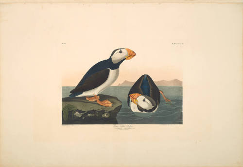 The Birds of America, Plate #293: "Large-billed Puffin"