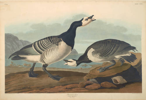 The Birds of America, Plate #296: "Barnacle Goose"