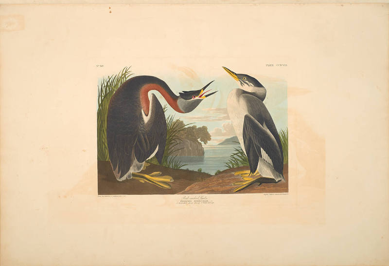 The Birds of America, Plate #298: "Red-necked Grebe"