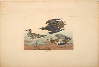 The Birds of America, Plate #300: "Golden Plover"