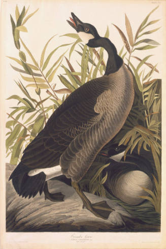 The Birds of America, Plate #201: "Canada Goose"