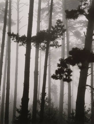 Monterey Pine in Fog